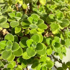 決まりました^^ 植物  多肉植物の画像