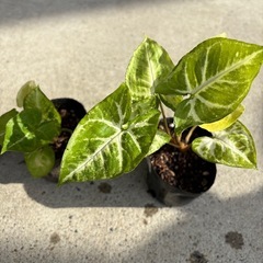 シンゴニウム ポット苗 1つ100円の画像