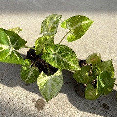 シンゴニウム ポット苗 1つ100円の画像