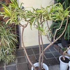 観葉植物　ドラセナ・ソングオブインディア　高さ１２０センチの画像