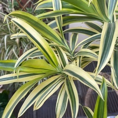 観葉植物　ドラセナ・ソングオブインディア　高さ１２０センチの画像