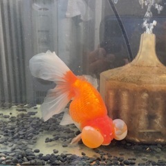 金魚　スイホウガンの画像