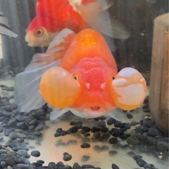 金魚　スイホウガンの画像