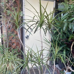 観葉植物　コンシネの画像