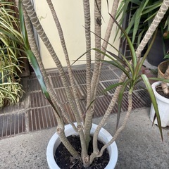 観葉植物　コンシネの画像