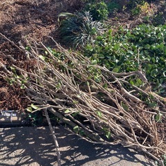 引取限定無料　剪定枝　生花の花材、ドライフラワー、薪ストーブに！の画像