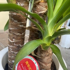 観葉植物　ユッカ　青年の樹　高さ９５センチの画像