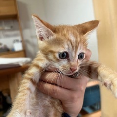 茶トラの里親募集中