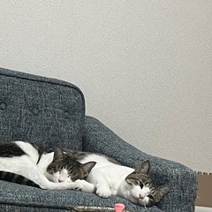 兄弟猫2匹(こま太、豆太）