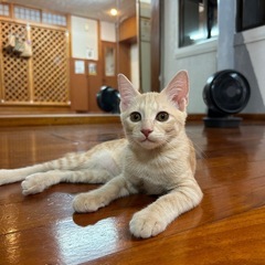 11/22(日)宜野湾市内譲渡会参加🩵パル