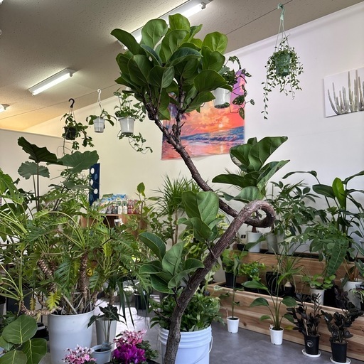 カシワバゴム フィカス バンビーノ 観葉植物