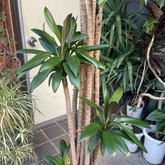 観葉植物　コルジリネストリクタ　高さ１８０センチの画像