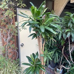 観葉植物　コルジリネストリクタ　高さ１８０センチの画像