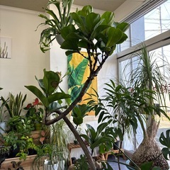 カシワバゴム フィカス バンビーノ 観葉植物の画像