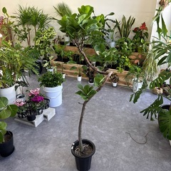 カシワバゴム フィカス バンビーノ 観葉植物の画像