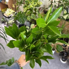 国産 シキミ シキビ 1束の画像