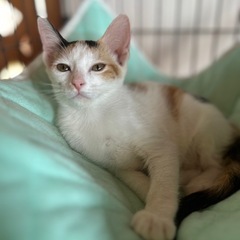 11/22(土)宜野湾市内譲渡会参加🩷オウジュ - 猫