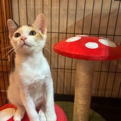 11/22(土)宜野湾市内譲渡会参加🩷オウジュ − 沖縄県