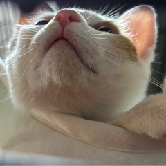 11/22(土)宜野湾市内譲渡会参加🩷オウジュ - 宜野湾市