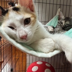 11/22(土)宜野湾市内譲渡会参加🩷オウジュ