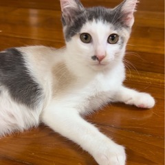 11/22(土)宜野湾市内譲渡会参加❤️ライジュ