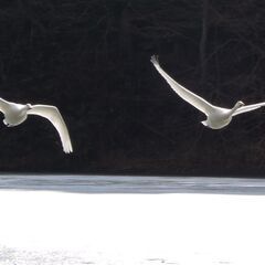 祖中級土日ダブルス毎年秋の大会参加希望者担当テェークオフ