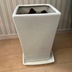 植木鉢　観葉植物用・室内用の画像