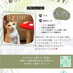 11/22(土)宜野湾市内譲渡会参加🩷オウジュ - 里親募集