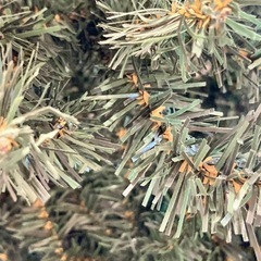 クリスマスツリーの画像