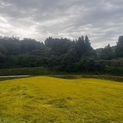 令和7年度産コシヒカリ玄米30キロの画像