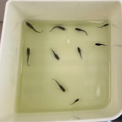 受付中🔴ブラックダイヤ 幼魚～若魚～成魚10匹  少し色が薄いのも入るのでお安く オロチにラメが入ったメダカ の画像
