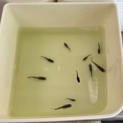 受付中🔴ブラックダイヤ 幼魚～若魚～成魚10匹  少し色が薄いのも入るのでお安く オロチにラメが入ったメダカ の画像