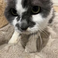 ミックスの13歳メス