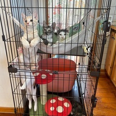 11/22(土)宜野湾市内譲渡会参加✨