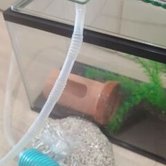 水槽セット（初心者用）の画像