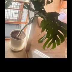 ドタキャンのため再募集　モンステラ無料でお譲りしますの画像