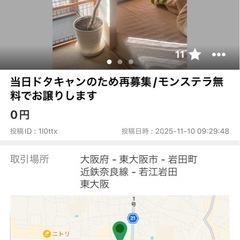 ドタキャンのため再募集　モンステラ無料でお譲りしますの画像