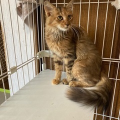 元気いっぱいの女の子です。