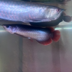 シルバーアロワナの画像