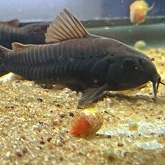 コリドラスベネズエラブラック(1匹1000円)の画像