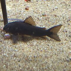 コリドラスベネズエラブラック(1匹1000円)の画像