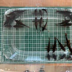 コリドラスベネズエラブラック(1匹1000円)の画像