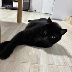 黒猫３歳オス