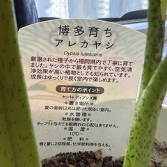 アレカヤシ　引き取ってくれる方の画像