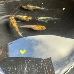 メダカ 龍炎 1ペア＋メス 2匹  種親に使用の画像