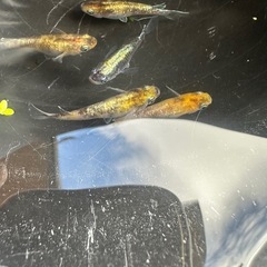 メダカ 龍炎 1ペア＋メス 2匹  種親に使用の画像