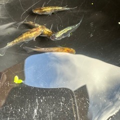 メダカ 龍炎 1ペア＋メス 2匹  種親に使用の画像