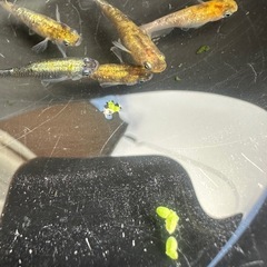 メダカ 龍炎 1ペア＋メス 2匹  種親に使用の画像