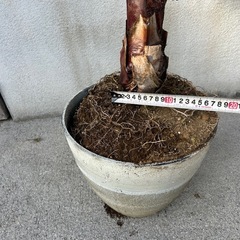 ワシントンヤシ鉢付きの画像