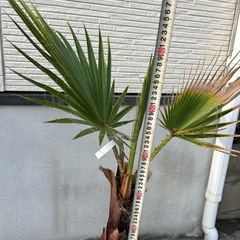 ワシントンヤシ鉢付きの画像